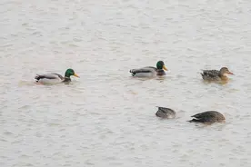 国家二级保护动物：绿头鸭，在济南过冬很幸福图片