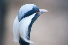 飞越珠峰的“花颜闺秀”——蓑羽鹤丨旱域生灵图片