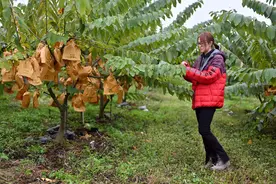 台东凤梨释迦产量过剩价格下滑 农民忧血本无归图片
