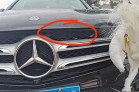 奔驰车高速上被大鸟撞出一个洞，开车路遇动物咋办，高速交警教你一招图片