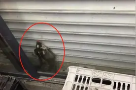 车厘子自由！果子狸赖在江西一水果店3天，吃了十多斤车厘子图片