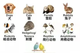 【动植物检疫】宠物入境美国指南图片