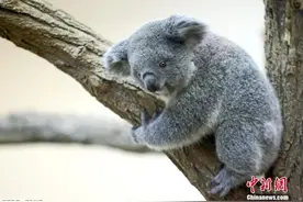 考拉濒临灭绝？澳大利亚多地将其视为濒危物种图片