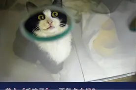 猫狗一生病，花钱比我多图片