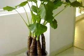 警惕！泸州一男子将滴水观音混入粉蒸肉后食物中毒图片