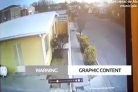 墨西哥大量候鸟离奇死亡，死亡瞬间场面惊人图片