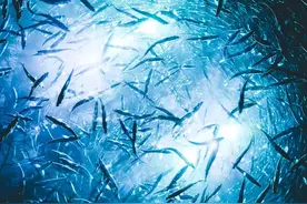 鱼的记忆只有7秒？金鱼本鱼回应了图片