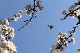 国学成语故事(69)越王勾践：中国第一“忍”者之卧薪尝胆图片