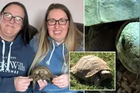 宠物龟失踪4年后重新回到主人身边图片