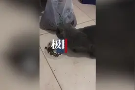 小猫偷吃馒头卡喉抽搐，工人海姆立克法施救，当事人：视频爆火后一晚上数百个网友来电图片