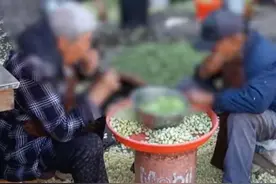 网传昆明村民用嘴剥蚕豆出售，网友：“进口”蚕豆图片