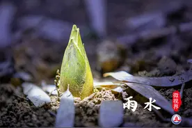 二十四节气｜滋润万物的“雨水”，是儿童保护节和感恩父母节图片