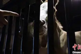 新疆汗血马迎来出生旺季 来看看小马驹出生后干的第一件事图片