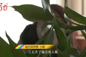 真“够朋友”！帮忙喂猫，顺手把家“搬”空了图片