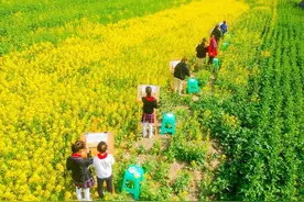 岁时草木记④｜“雨水”花信第一候的油菜花，是个资格的全能型选手图片