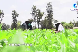 全球连线 | 中国姑娘非洲农场创业记图片