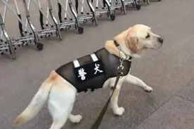 上海“网红”警犬工作10年正式退休……网友的留言看泪目了图片