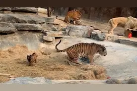 狗把老虎“吼”跑，动物园：它们一起长大，这狗是老大视频封面