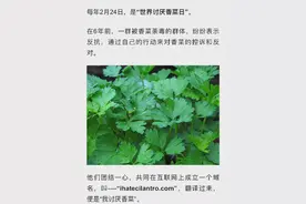 香菜，被嫌弃的顶流的一生图片