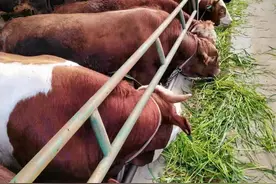 四川平昌：肉牛养殖让群众生活“牛”起来图片