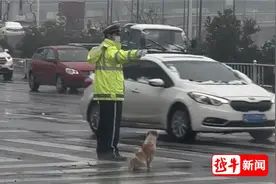 这只流浪狗陪着交警，绍兴路口一站就是2年图片