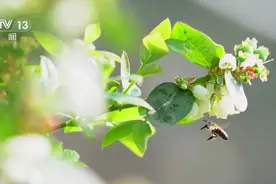 持续低温，蜜蜂死亡 为什么蜜蜂会“怕冷”？图片