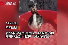 郑州救护一只体型最大鸊鷉 发型“杀马特”、为国家二级保护动物视频封面