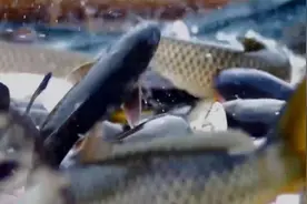 中国是淡水养殖规模最大的国家，四大家鱼占半壁江山视频封面