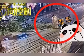 26℃｜大树倒地阻路，湖南永州高三女生深夜徒手移树图片