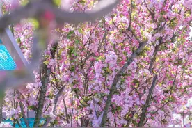 票价3元，无缝换乘！青岛⇋日照，这条春游线妥妥安排！图片