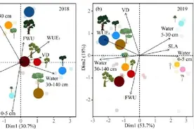 水分是关键，哀牢山的植物如何利用它？图片