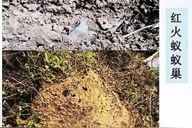 习性凶猛！海南16个市县出现这种蚂蚁，看到这样的“小土堆”快跑图片