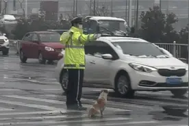 有爱！这只流浪狗陪着交警，绍兴路口一站就是2年图片