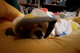 疫情隔离下的深圳宠物：有猫独自留守，有狗“隔离肥”胖两斤图片