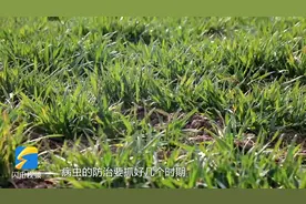 如何抓好小麦病虫草害防治？山东农技专家给你支招图片