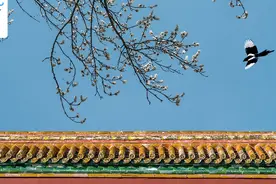 夜读丨春天的声音图片