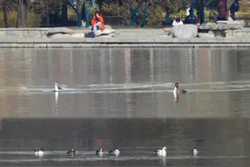 最好的观鸟季来了，这些地方成了拍鸟人热门打卡地图片
