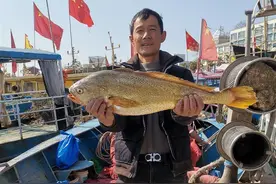宁波渔民捕到7斤重大黄鱼4.2万元卖掉，当事人：每斤6000元数字吉利图片