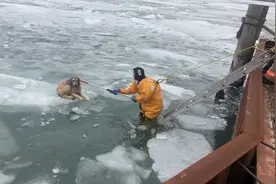 美国一只狗子被困在浮冰上 救援人员出动营救图片
