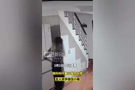 猫主人回应“猫妈妈扔下小猫”：以后准备给它做绝育手术图片