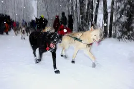 阿拉斯加：雪中奔驰的狗狗图片