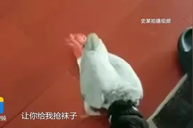 男子花6000块钱购买国家一级保护动物非洲灰鹦鹉 民警敲门后媳妇偷偷将其放生视频封面