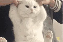 “撸猫馆”“萌宠餐厅”……天津要规范了图片