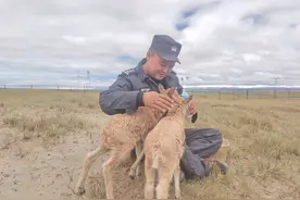 勇担使命 守护高原精灵藏羚图片
