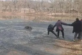 小鹿掉进冰湖众人搭“人链”救援，目击者：用打捞网勾住了鹿角图片