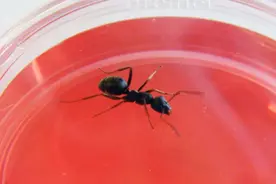 科学家发现蚂蚁可以“嗅出”癌症图片