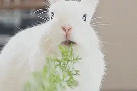 寻味四川 | 兔兔那么可爱，当然这样才好吃图片