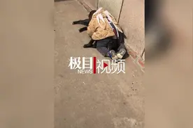 “2岁萌娃拿捏大黑狗视频”走红，母亲：为安全已把“两人”分开图片