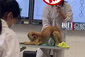 狗狗配合老师上宠物诊疗课走红，学生：它叫“黄学姐”，来学校比我们早图片