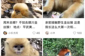 喂食野生金丝猴成流量密码？别让你的“爱”害了它们图片